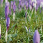 Krokusblüte in Husum