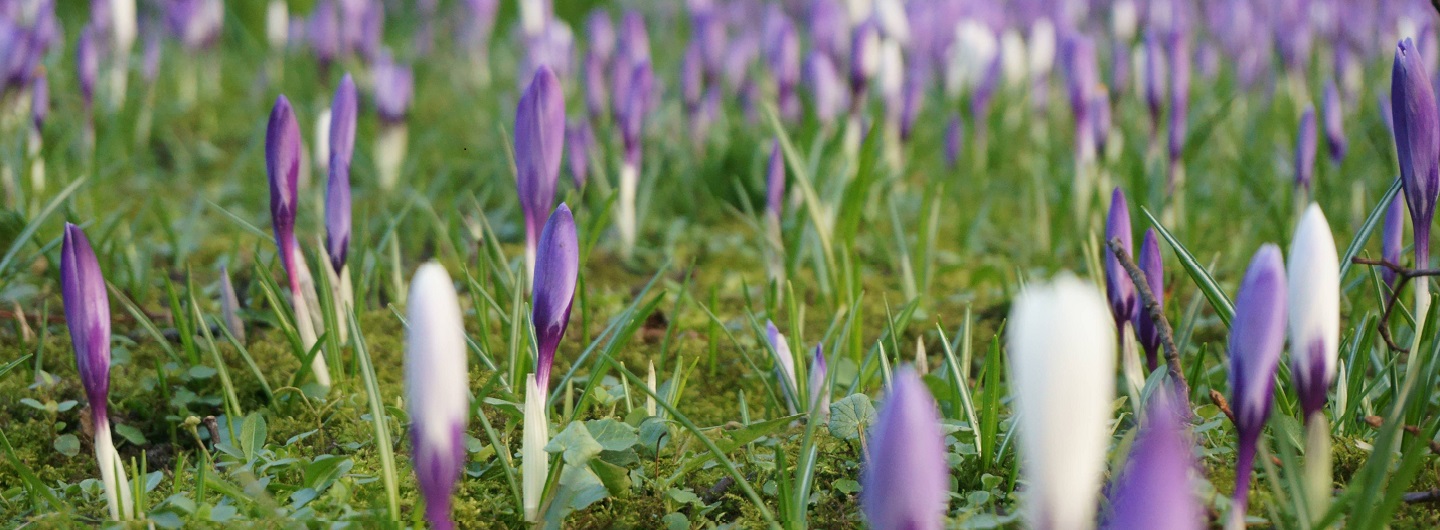 Krokusblüte in Husum