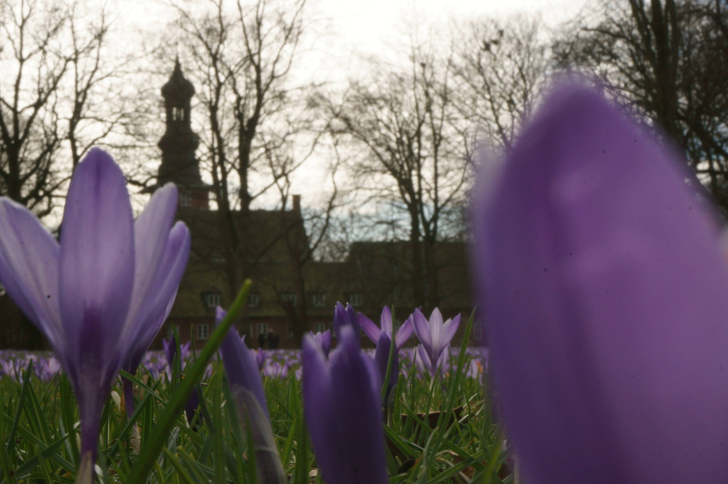 Krokosblüte in Husum, Schlosspark