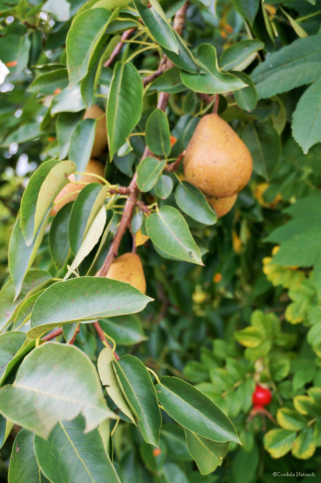 Obstbaum an der Oste 