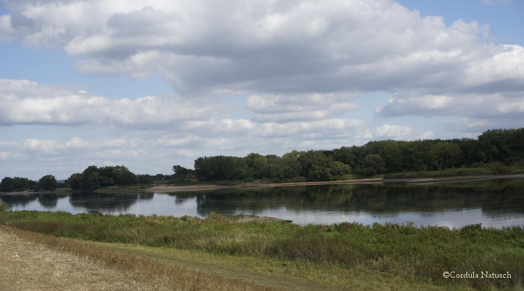 Die Elbe vor Kirchwerder in den Vierlanden