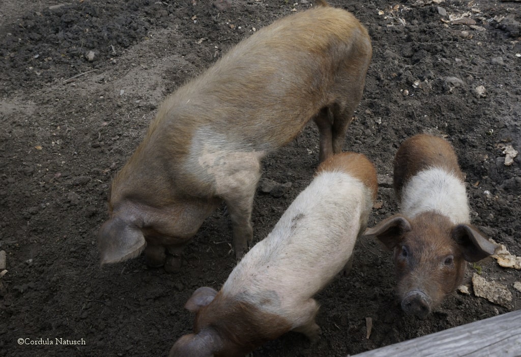 Schweinekoben in den Vierlande